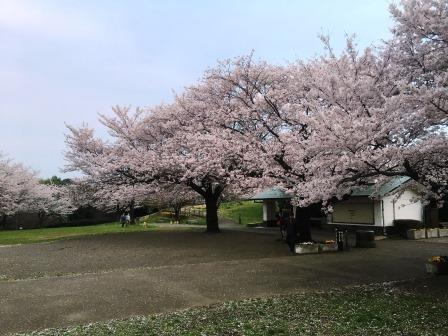 花見②